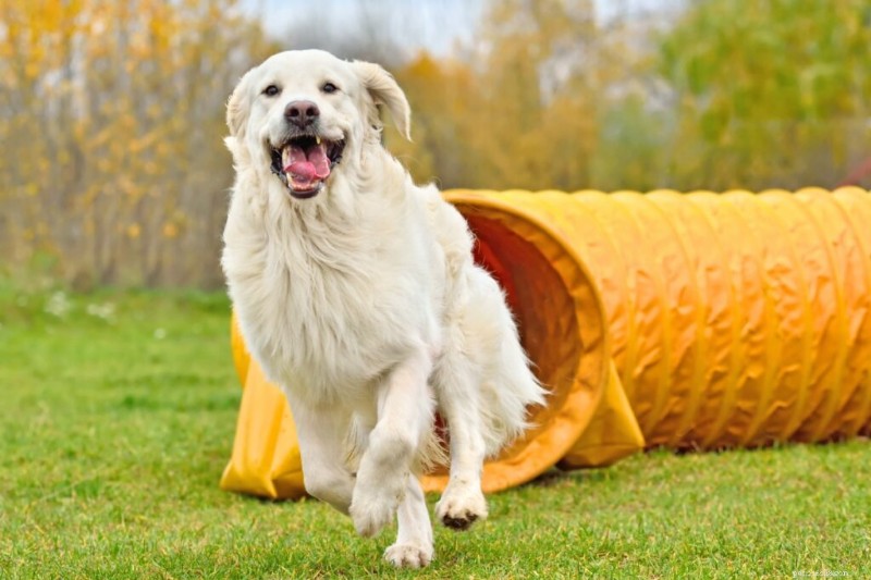 Spotting Dog Boredom: Signs, Causes, and Effective Solutions