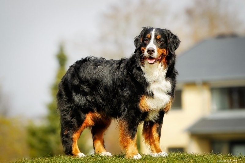Spring Dog Grooming Guide: Top Tips to Manage Shedding & Keep Your Pup Looking Fresh