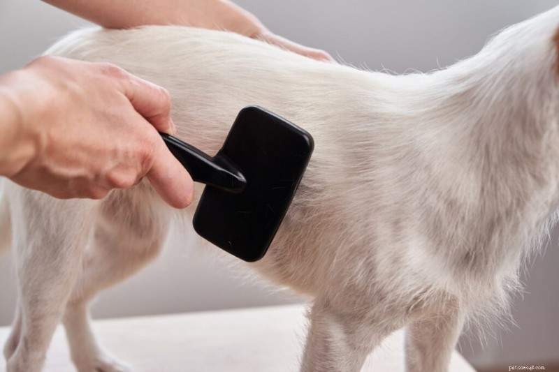 Spring Dog Grooming Guide: Top Tips to Manage Shedding & Keep Your Pup Looking Fresh