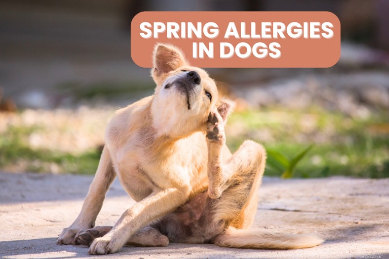 Managing Spring Allergies in Dogs: Expert Guide to Relief & Prevention