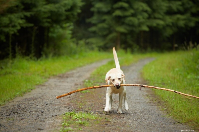 10 Essential Dog Commands Every Owner Should Master