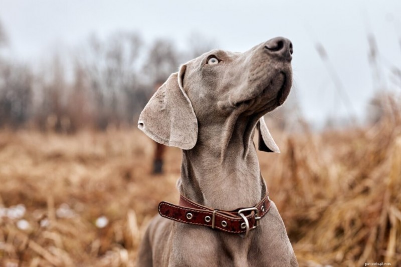 10 Essential Dog Commands Every Owner Should Master