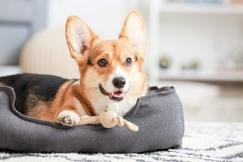 10 Essential Dog Commands Every Owner Should Master