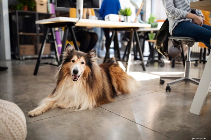 10 Essential Dog Commands Every Owner Should Master