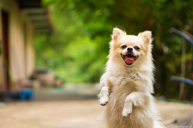 10 Essential Dog Commands Every Owner Should Master