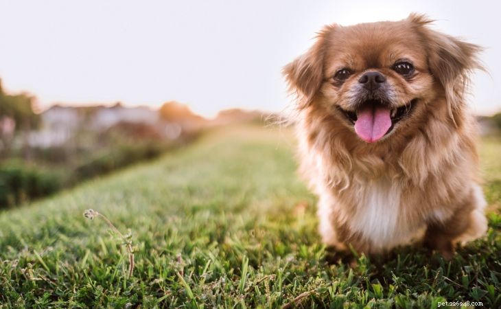 Top 10 Apartment-Friendly Dog Breeds for Happy Living