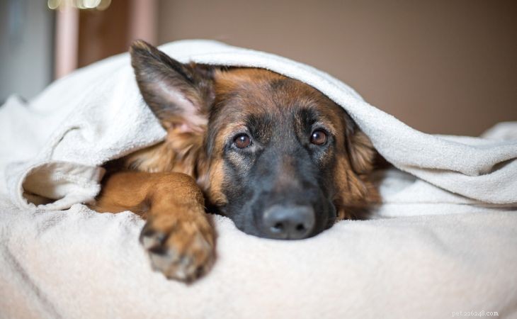 Supporting Your Dog Through Divorce: A Compassionate Guide