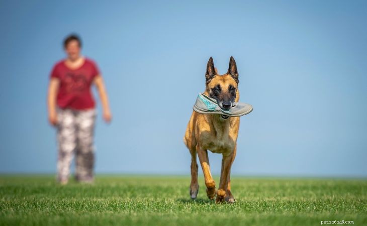 How to Stop Your Dog from Stealing Food & Belongings