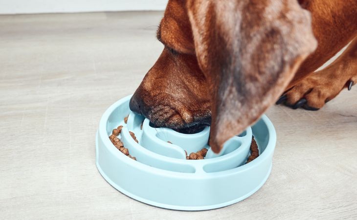 Slow Feeder Dog Bowls: The Ultimate Guide to Healthy Eating for Your Pet