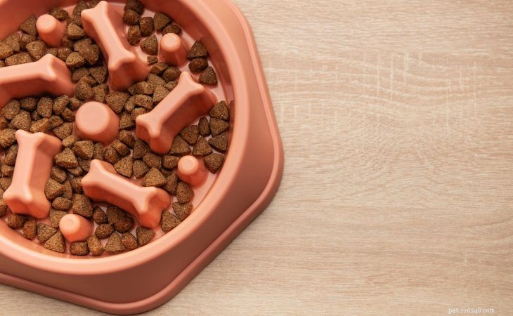 Slow Feeder Dog Bowls: The Ultimate Guide to Healthy Eating for Your Pet