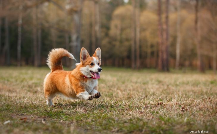 20 Adorable Small Dog Breeds You’ll Love