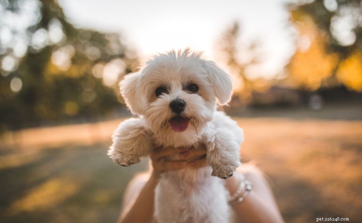 20 Adorable Small Dog Breeds You’ll Love