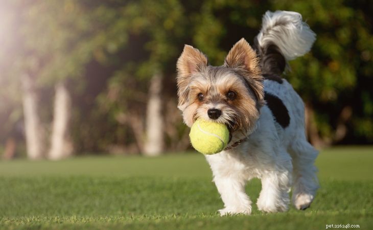 20 Adorable Small Dog Breeds You’ll Love