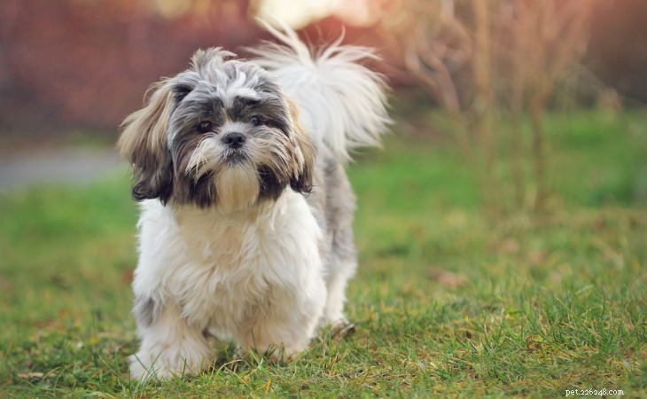 20 Adorable Small Dog Breeds You’ll Love