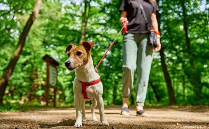 20 Adorable Small Dog Breeds You’ll Love