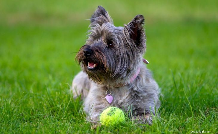 20 Adorable Small Dog Breeds You’ll Love