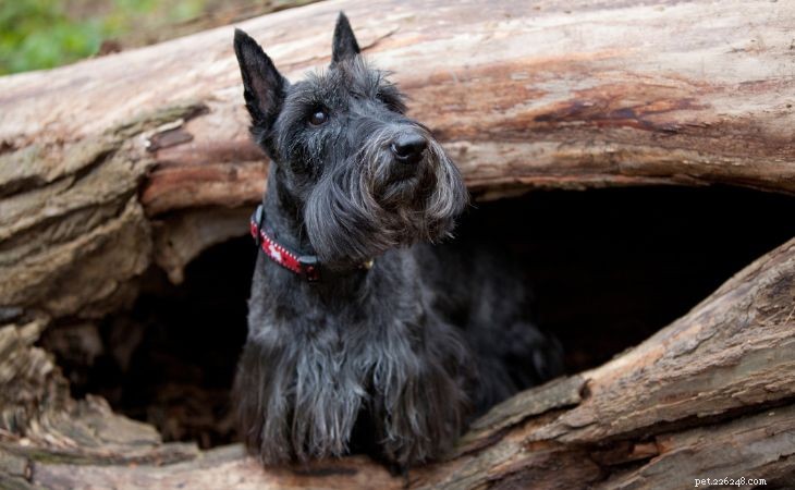 20 Adorable Small Dog Breeds You’ll Love