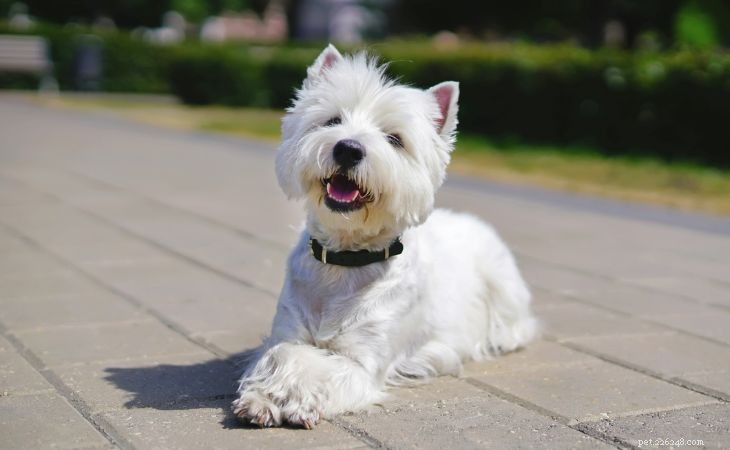 20 Adorable Small Dog Breeds You’ll Love