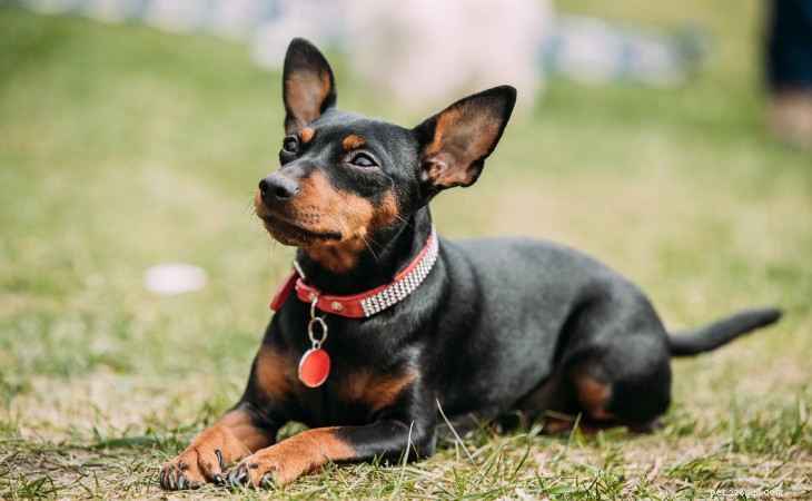 20 Adorable Small Dog Breeds You’ll Love