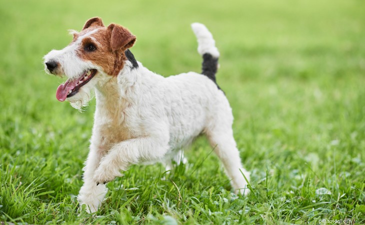 20 Adorable Small Dog Breeds You’ll Love