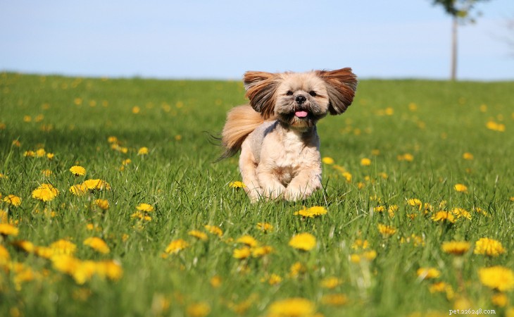 20 Adorable Small Dog Breeds You’ll Love