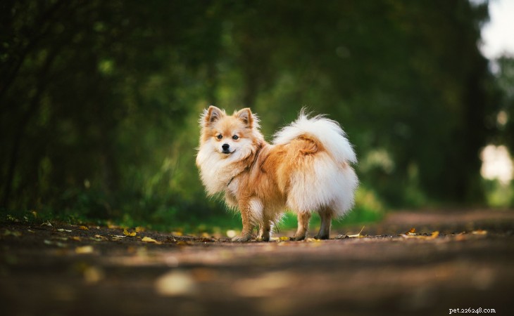 20 Adorable Small Dog Breeds You’ll Love