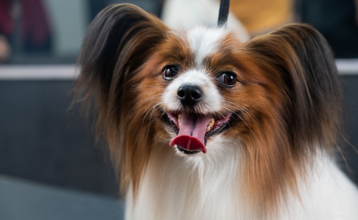 20 Adorable Small Dog Breeds You’ll Love