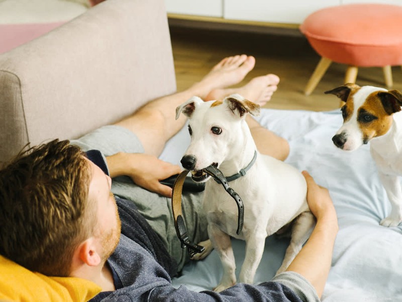 NY Legislation Aims to Ban Shock Collars, Protecting Dogs from Harm