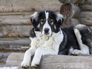 Richard Rosenthal: The Dog Lawyer Championing Animal Rights