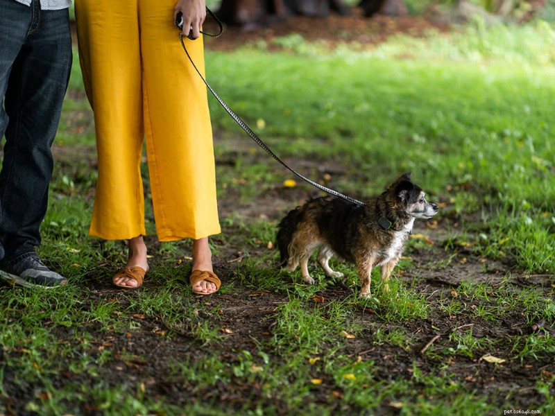 Fixing the Issue: Training Your Adult Dog to Pee Outside