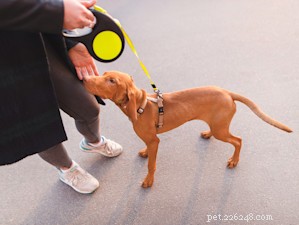 Fixing the Issue: Training Your Adult Dog to Pee Outside