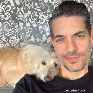 Fixing the Issue: Training Your Adult Dog to Pee Outside