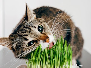 Keep Your Plants Safe: Proven Ways to Stop Cats from Eating Your Greenery