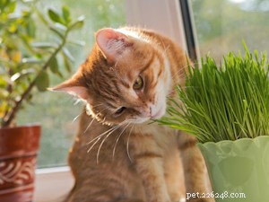 Keep Your Plants Safe: Proven Ways to Stop Cats from Eating Your Greenery