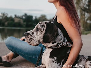 Spotting Your Dog’s Trauma Triggers & Using Fear‑Free Training to Restore Calm