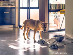 Spotting Your Dog’s Trauma Triggers & Using Fear‑Free Training to Restore Calm