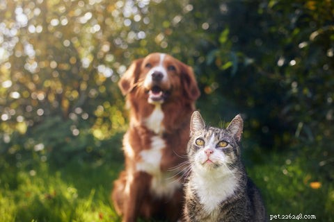 Peptacetobacter hiranonis: The Cutting-Edge Probiotic Revolutionizing Pet Gut Health