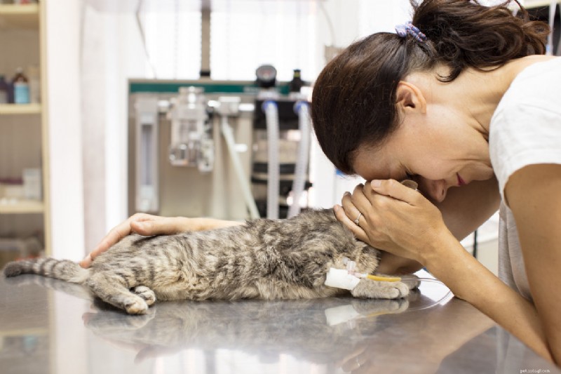 Feline Halitosis Explained: Causes, Diagnosis, and Effective Treatments for Your Cat