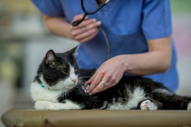 Cat Pancreatitis: The Hidden Threat – Symptoms, Diagnosis & Prevention