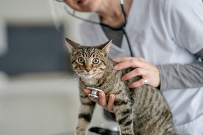 Cat Pancreatitis: The Hidden Threat – Symptoms, Diagnosis & Prevention