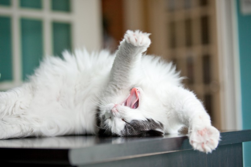 Managing Cat Hairballs: Causes, Prevention, and Effective Remedies