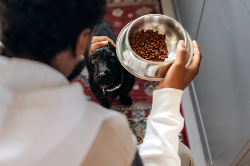Are Dog Digestive Enzyme Supplements Worth It? Expert Review & Facts