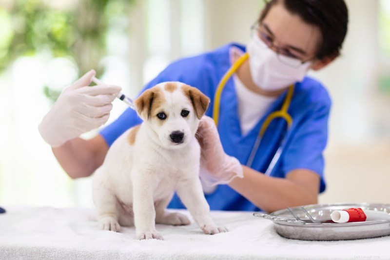 Southern Arizona Veterinary Specialty & Emergency Center: Trusted Expertise for Pet Health