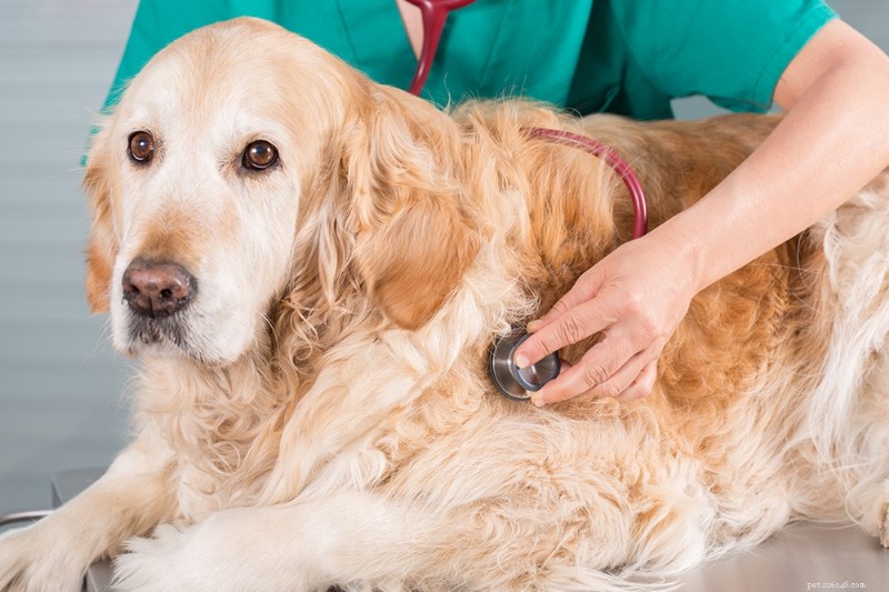 Southern Arizona Veterinary Specialty & Emergency Center: Trusted Expertise for Pet Health