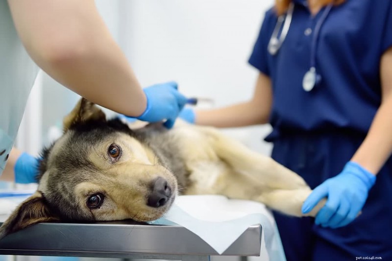 Southern Arizona Veterinary Specialty & Emergency Center: Trusted Expertise for Pet Health