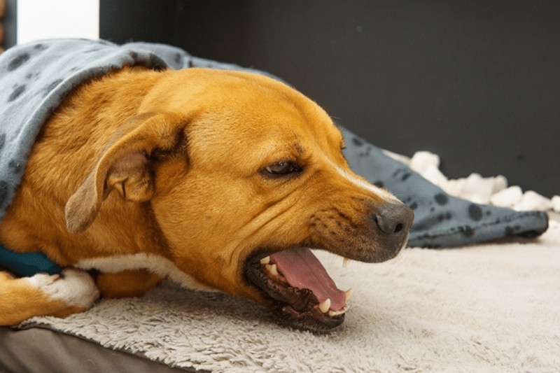 Southern Arizona Veterinary Specialty & Emergency Center: Trusted Expertise for Pet Health