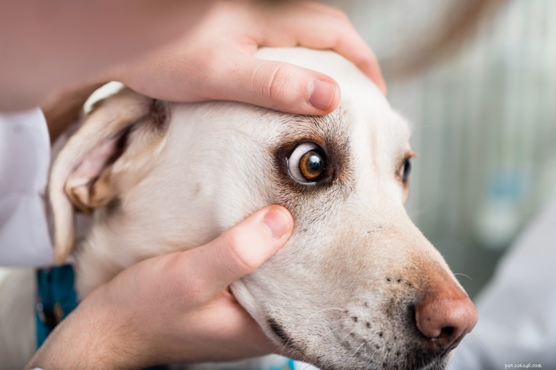 Southern Arizona Veterinary Specialty & Emergency Center: Trusted Expertise for Pet Health