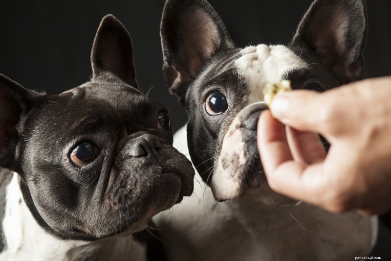 Caring for Your French Bulldog: Expert Tips for a Healthy, Happy Companion