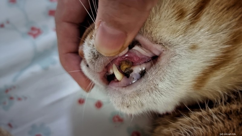 How to Handle Pet Dental Emergencies: Quick Actions & Vet Tips