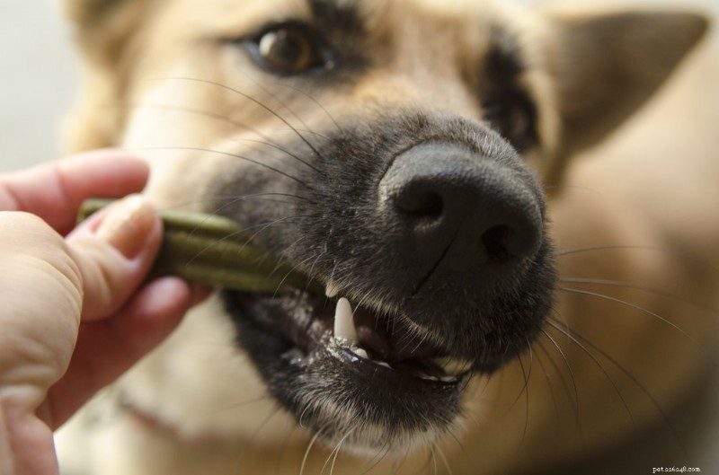 How to Handle Pet Dental Emergencies: Quick Actions & Vet Tips
